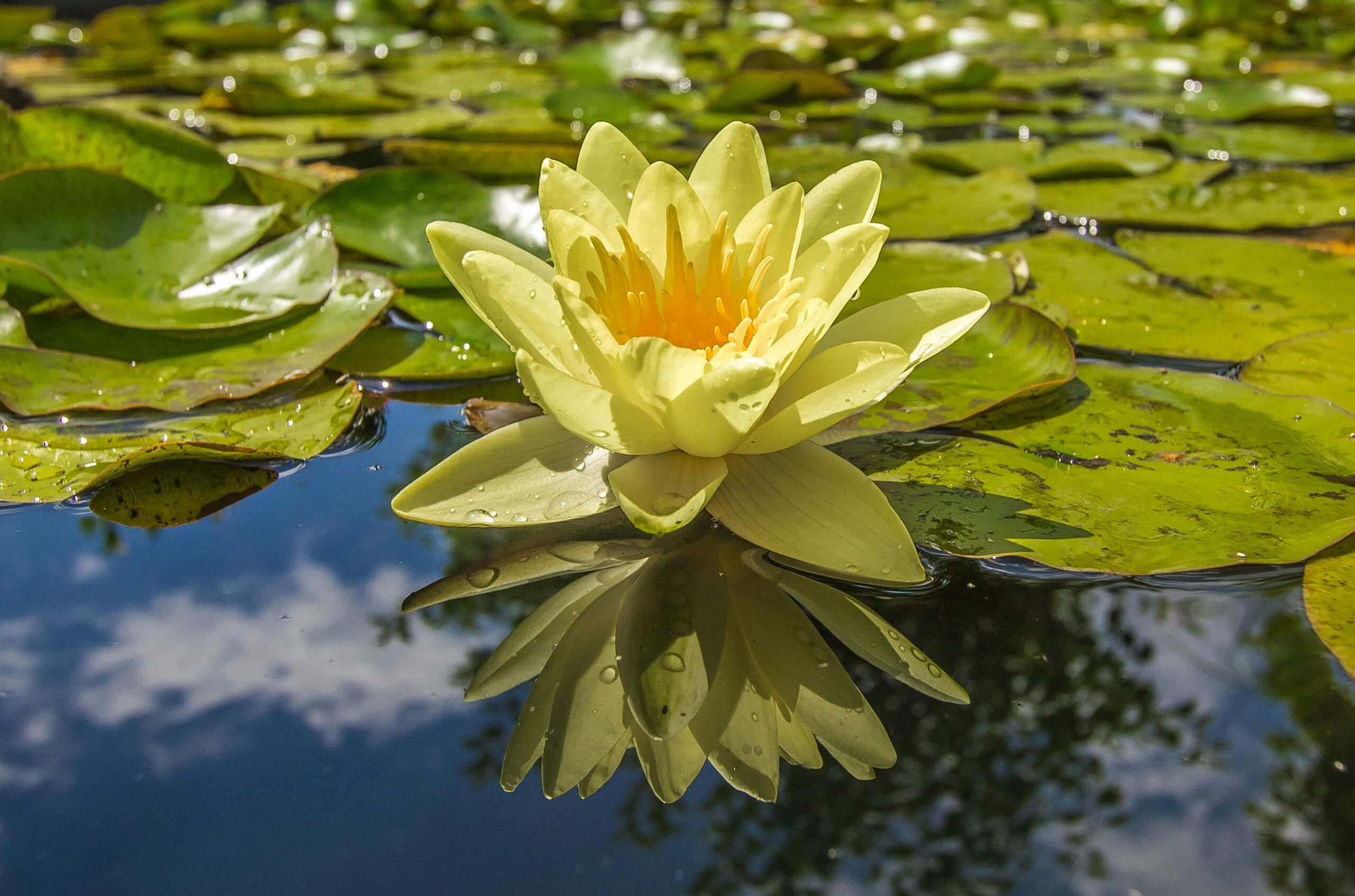 Freedom after freeing the mind Lotus flower